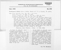 Trachyspora alchemillae image